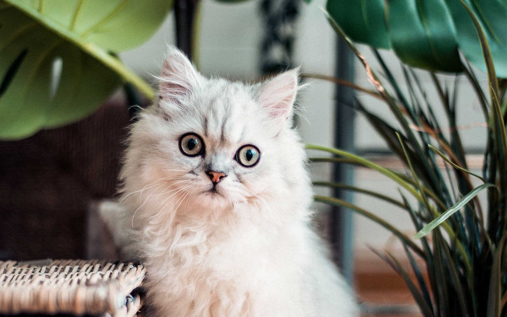 8 Best Gifts for Cat Owners